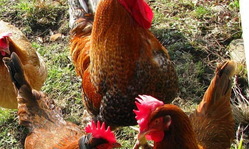 16 DIY Chicken Feed Ideas – Cheapest Way to Feed Chickens