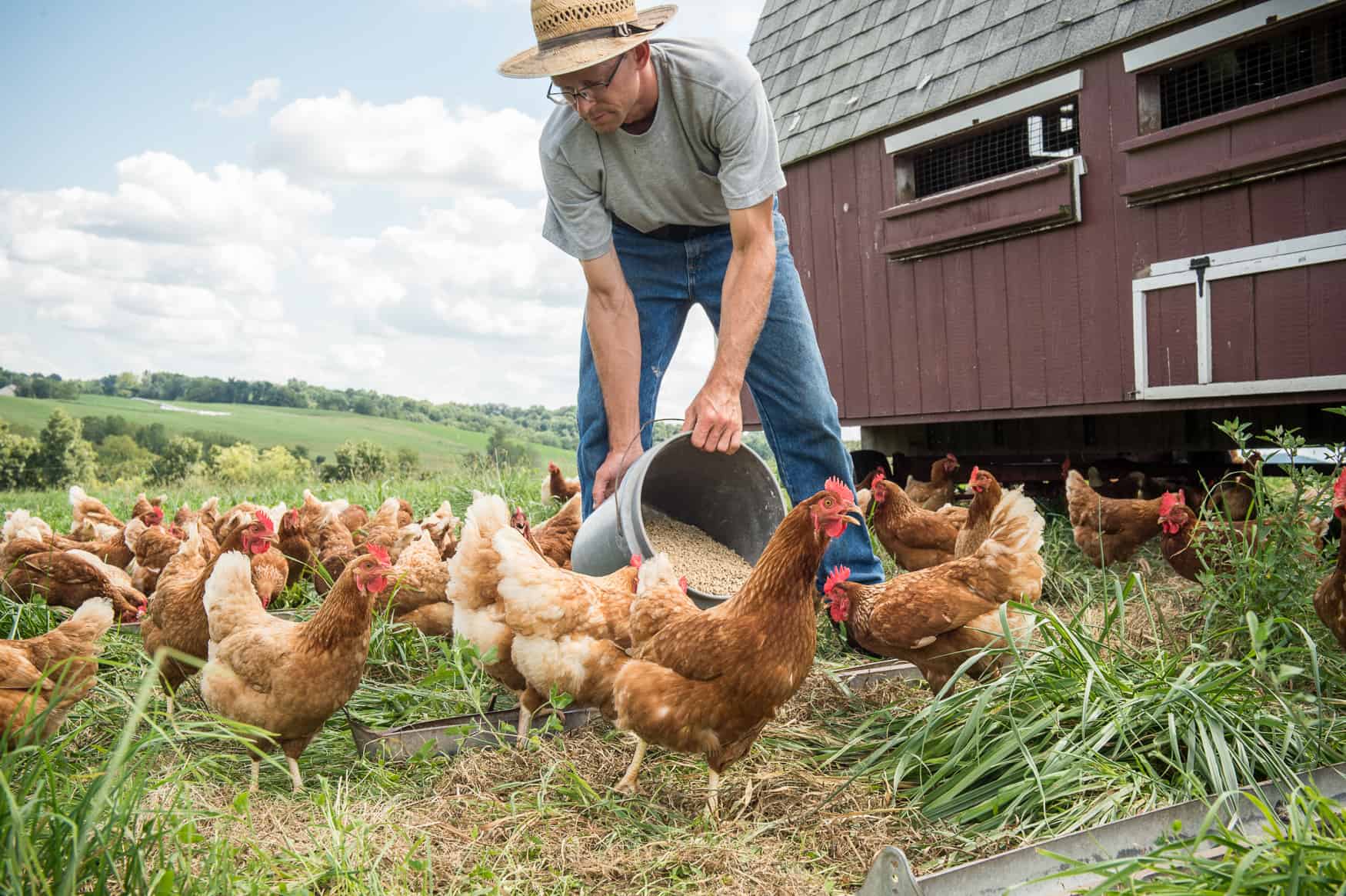 cheapest chicken feed