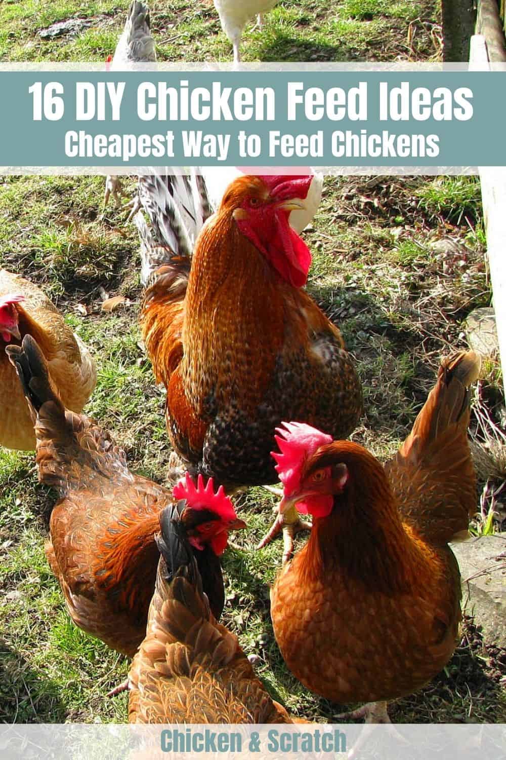 cheapest way to feed chickens