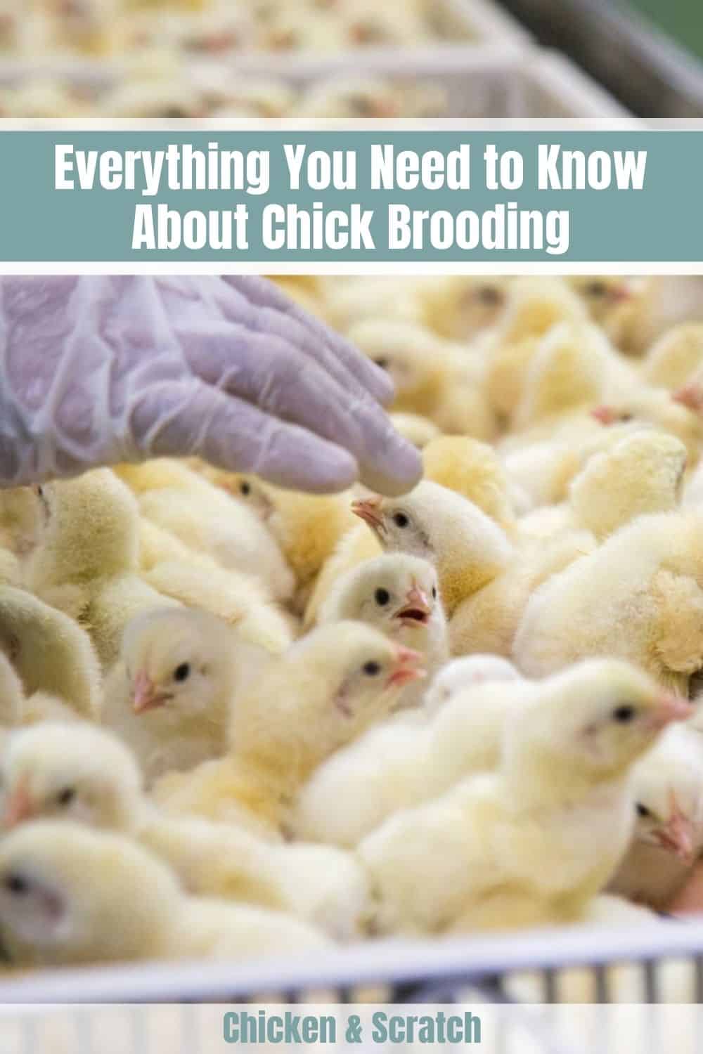 chick brooder