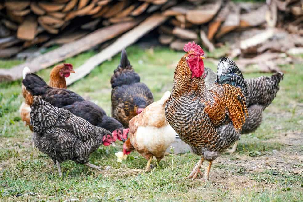 chicken breeders in idaho