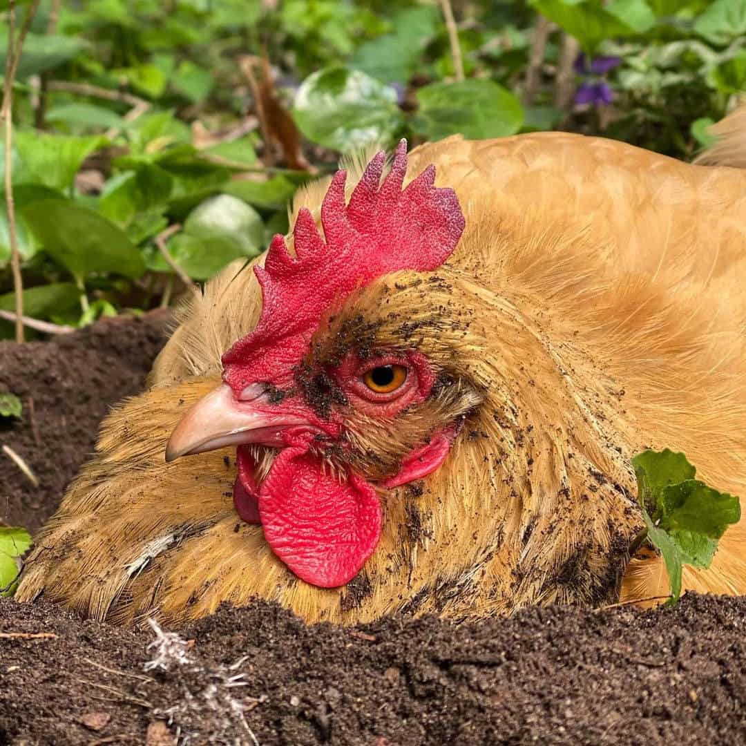 chicken combs and wattles