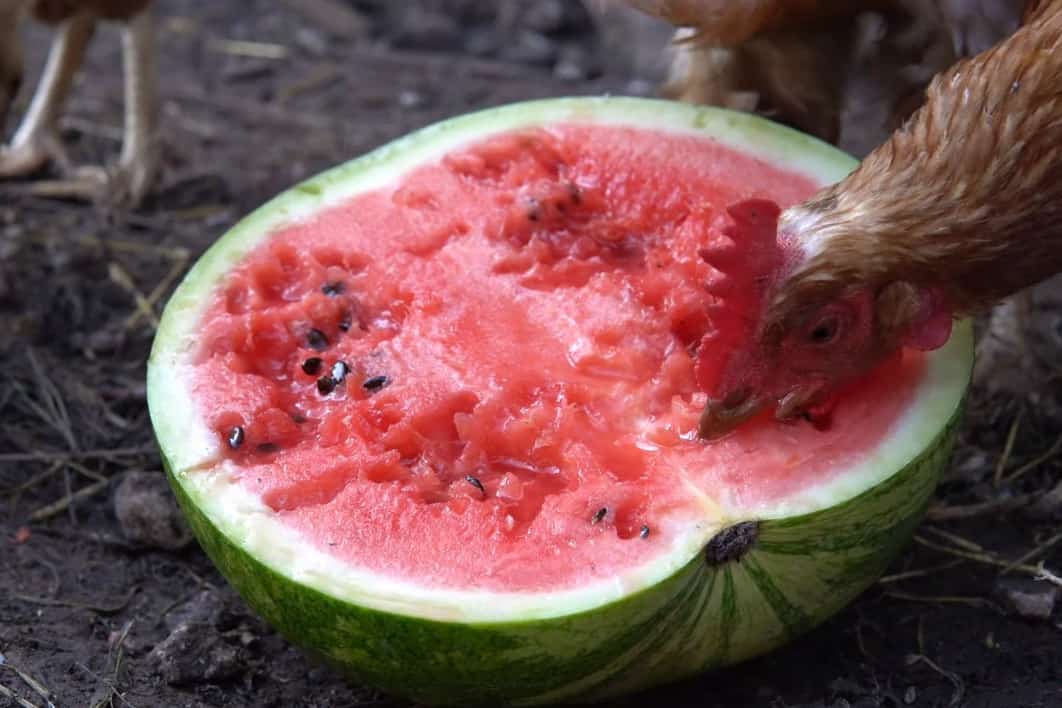 chicken eat Watermelon
