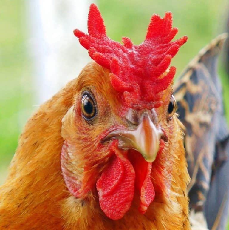 20 Fun Facts About Chickens