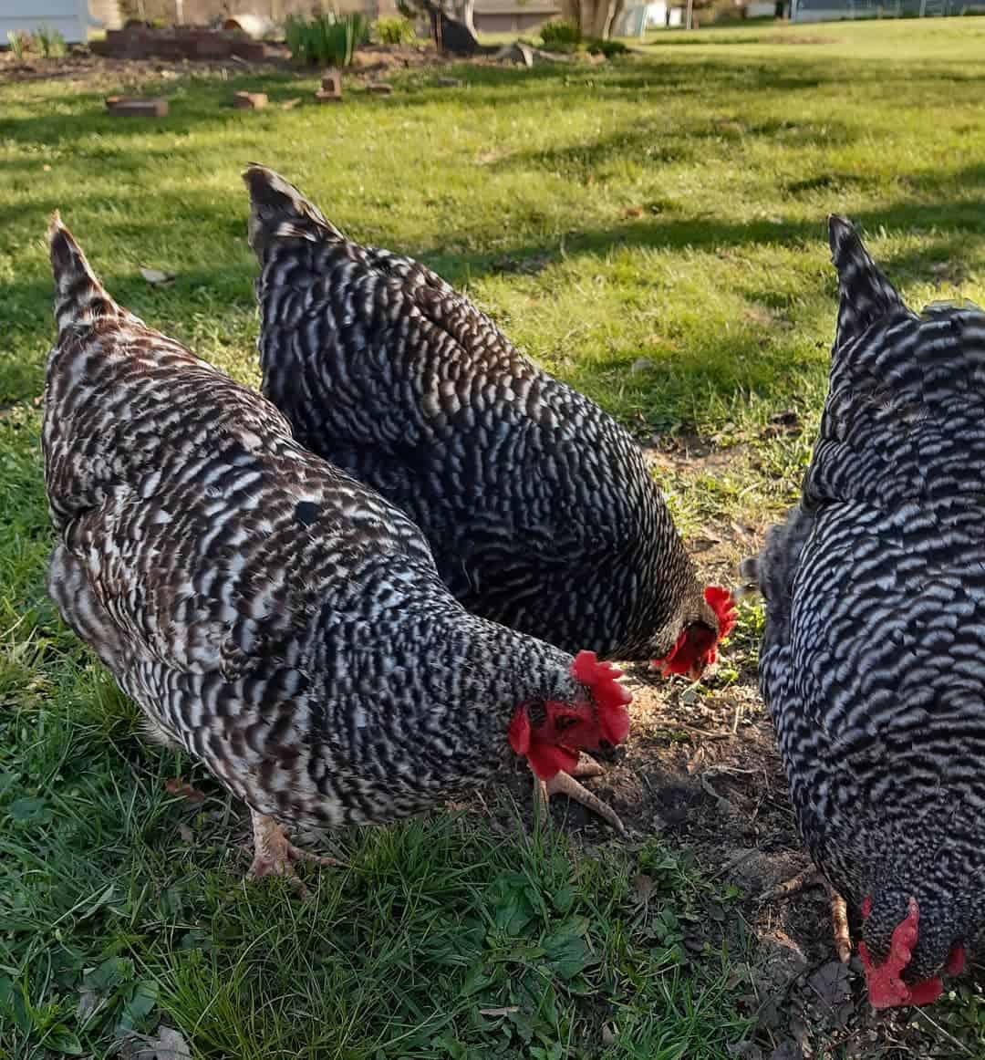 chicken foraging