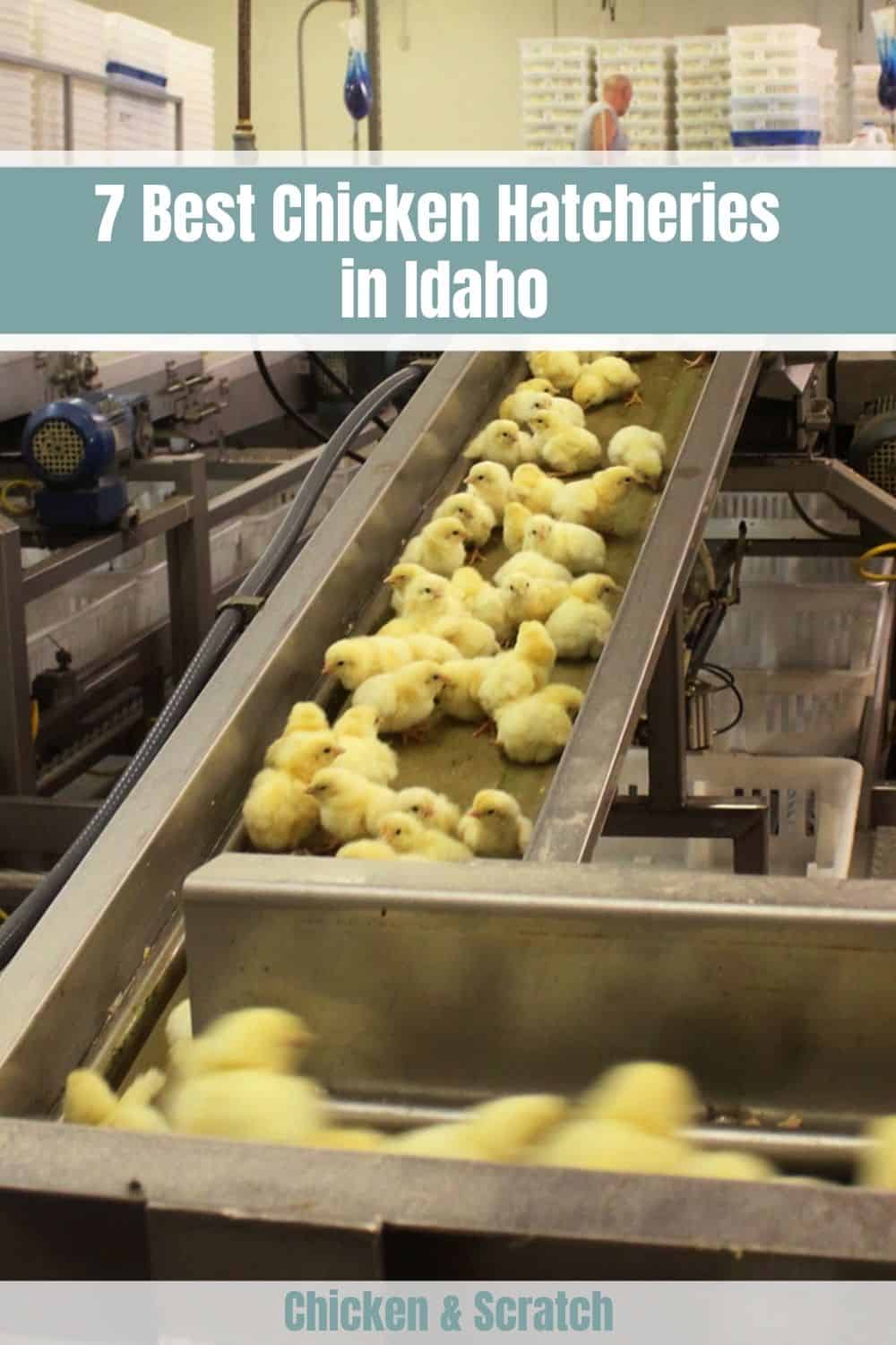 chicken hatcheries idaho