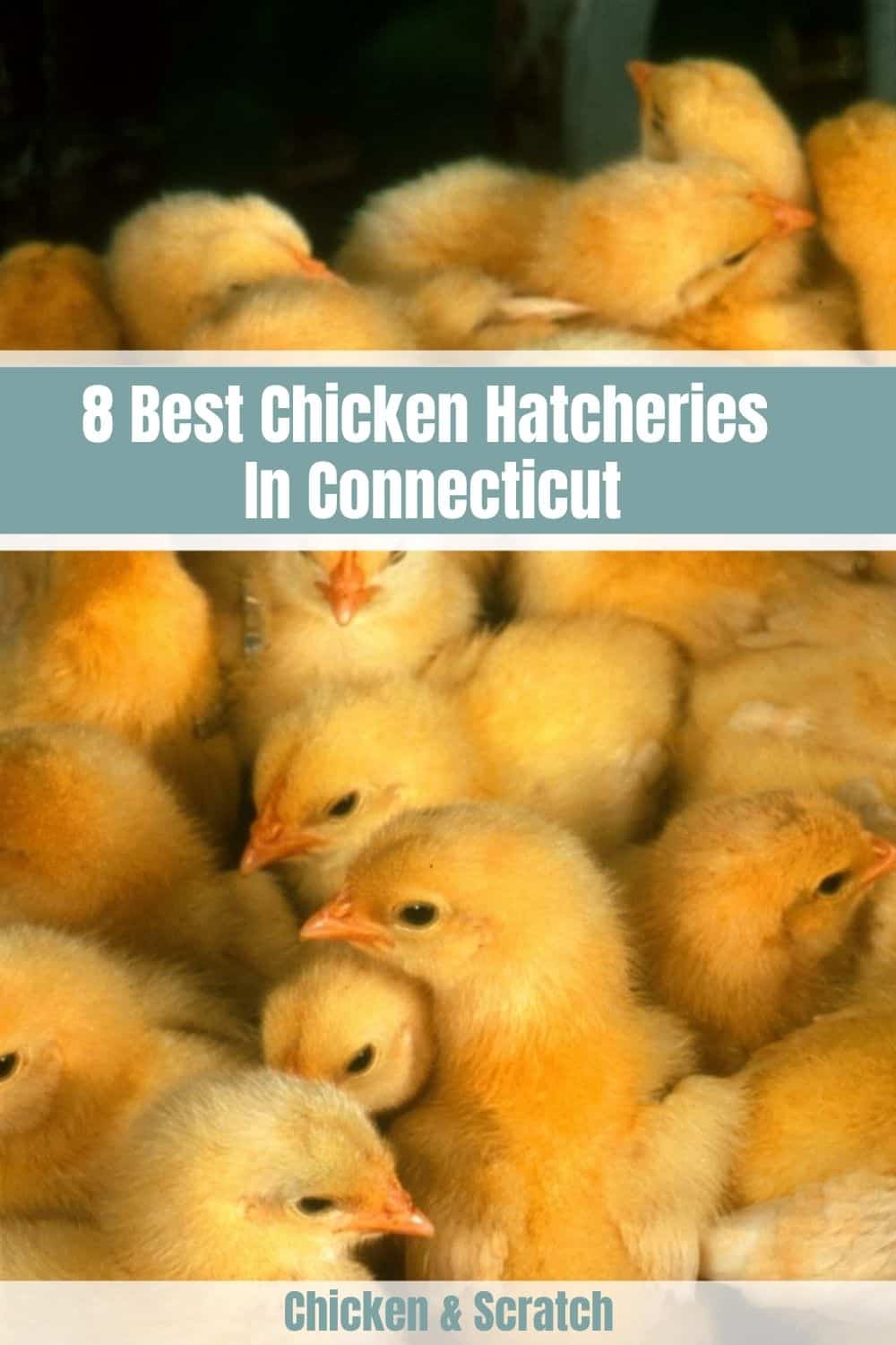 chicken hatcheries in ct