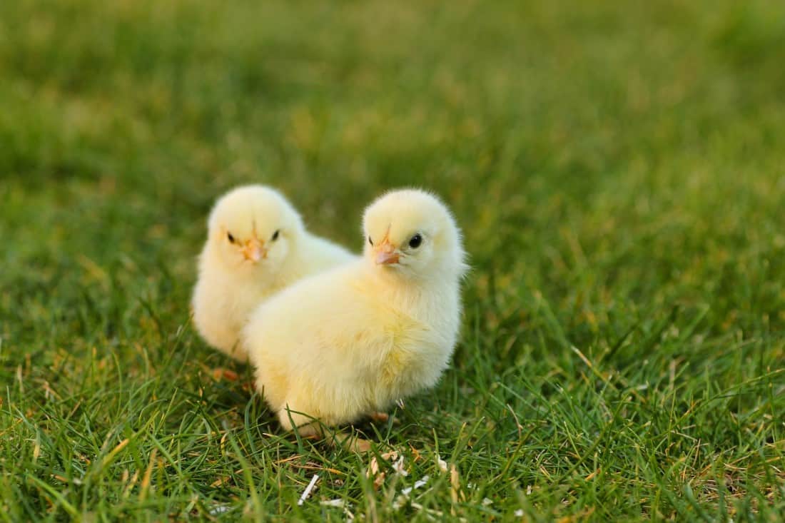 chicken hatcheries in missouri