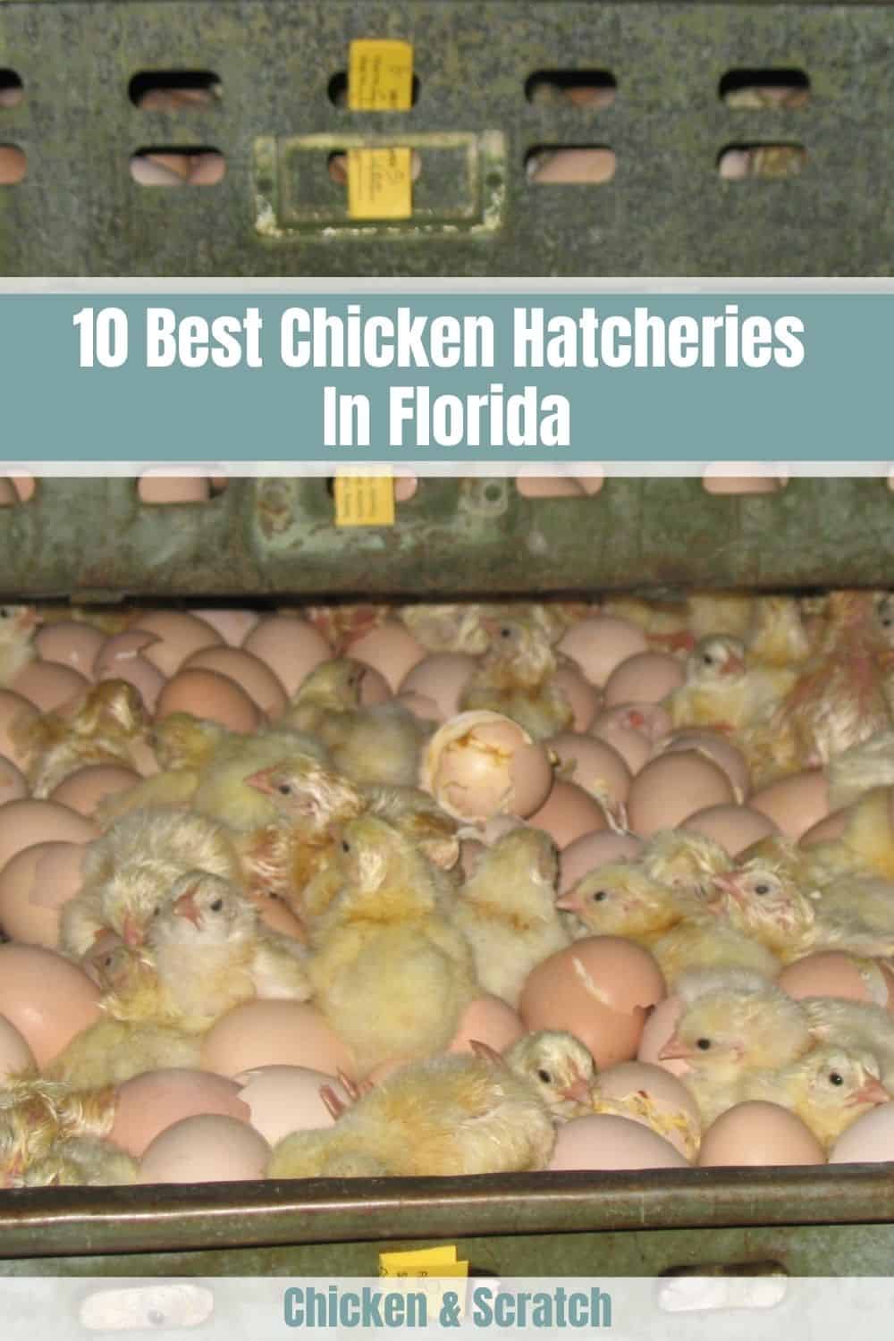 chicken hatchery florida