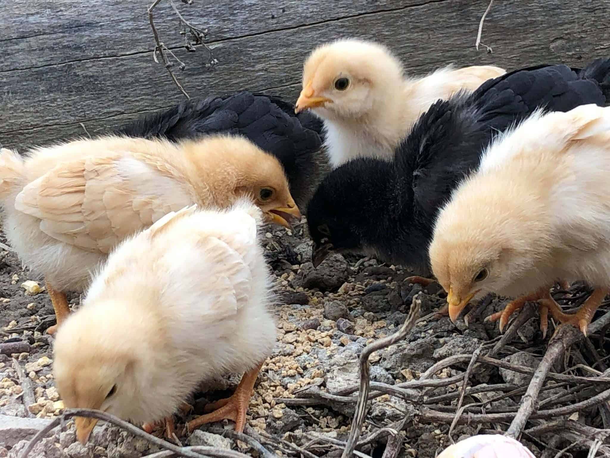 chicken hatchery in florida