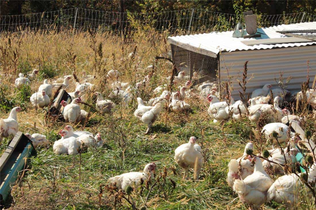 chicken hatchery in oklahoma