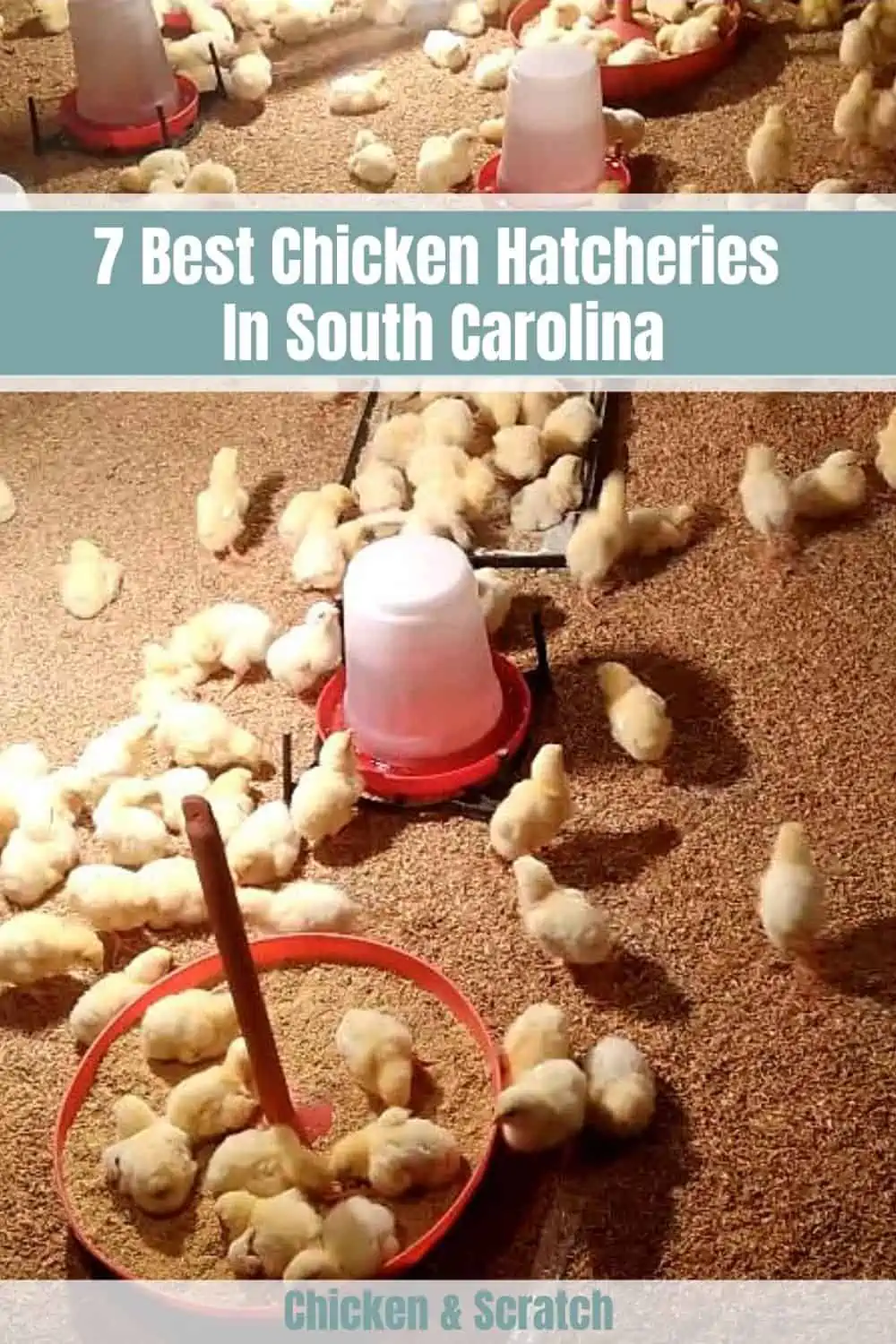chicken-hatchery in South Carolina