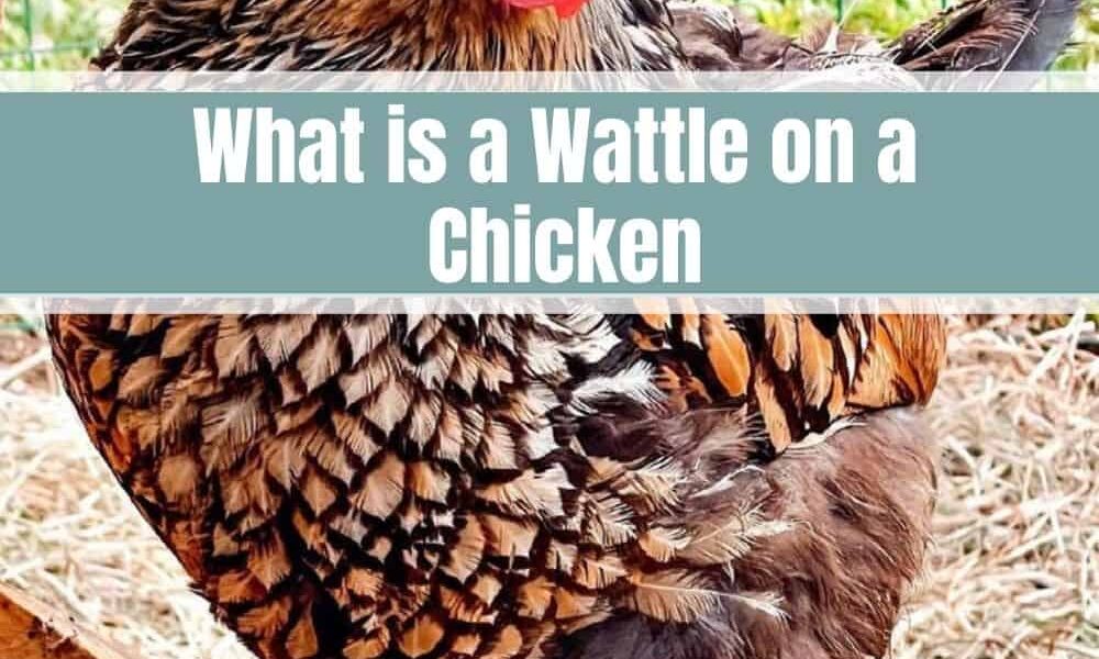 Chicken Wonderings: What is a Wattle on a Chicken?