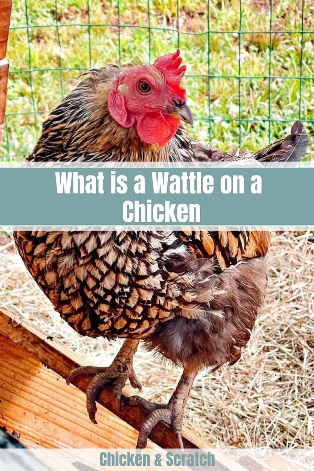 chicken wattle