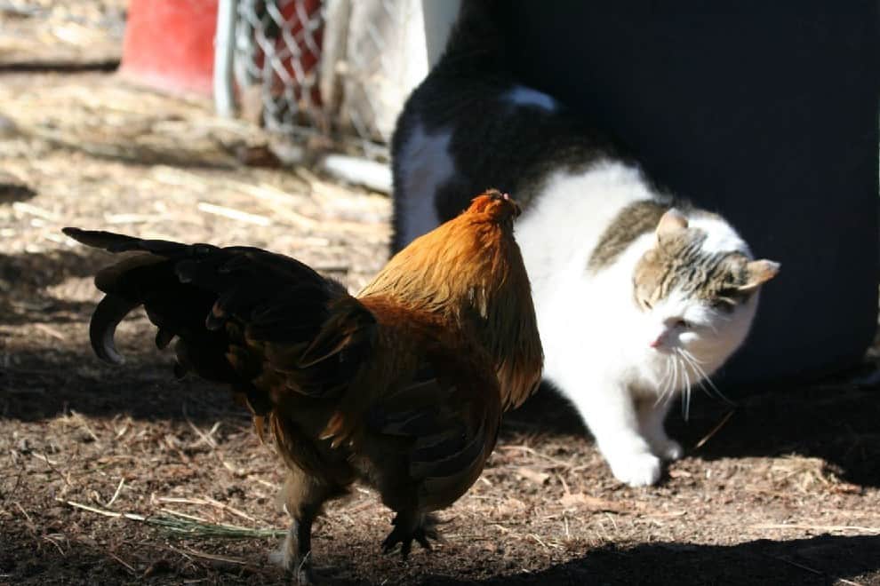 chickens cats