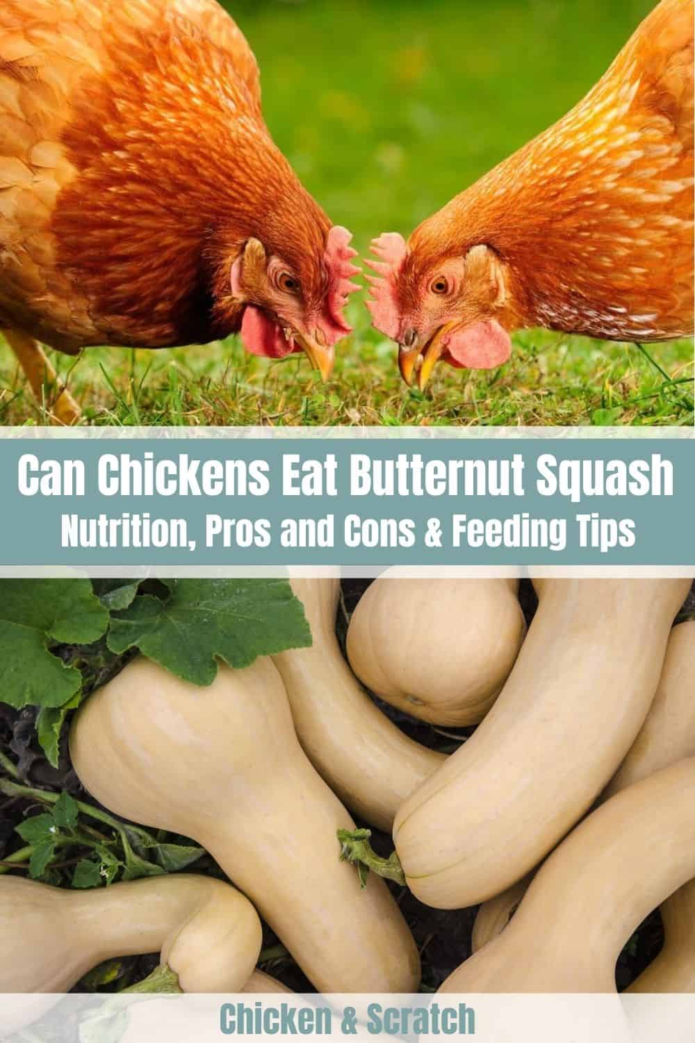 chickens eat butternut squash