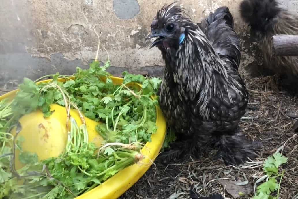 chickens eat cilantro