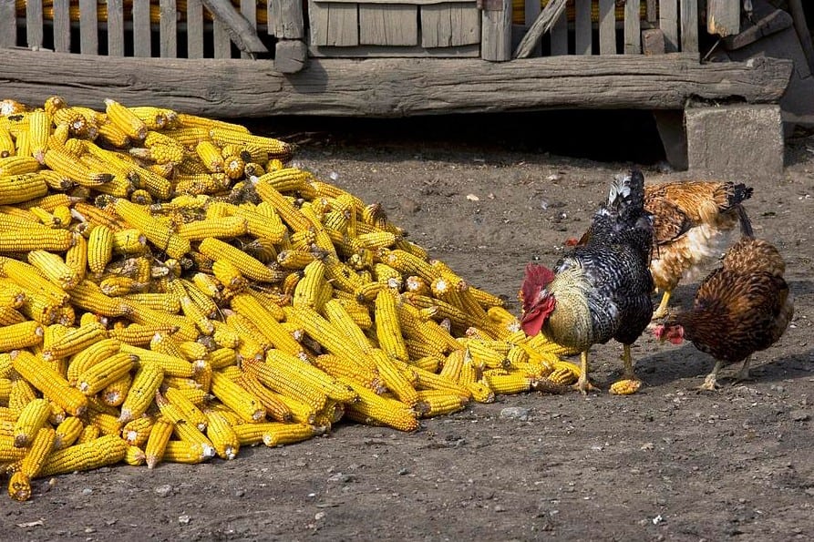 chickens eat corn