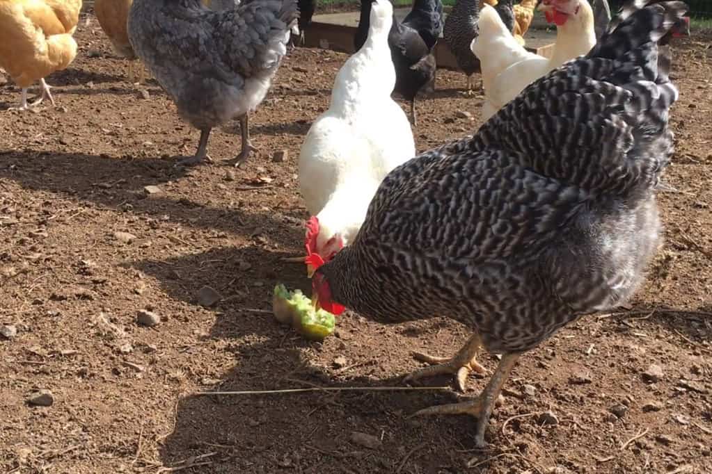 chickens eat kiwi