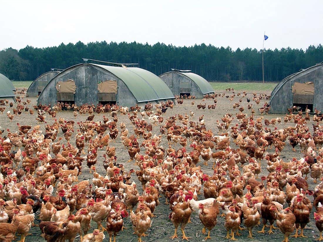 chickens for sale in wisconsin