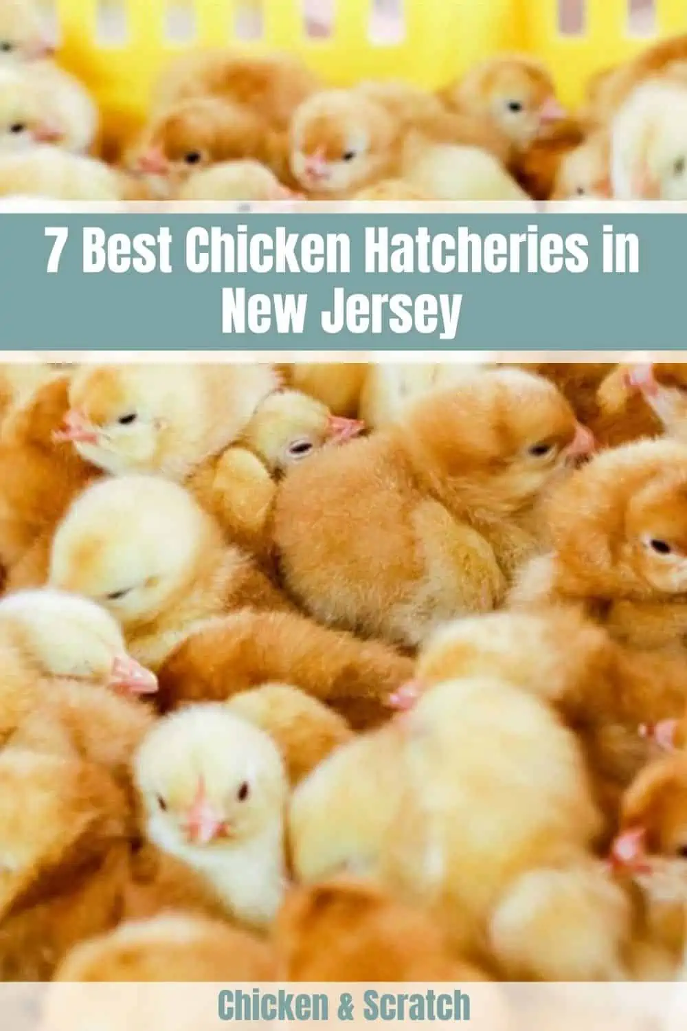 chickens-for-sale-nj