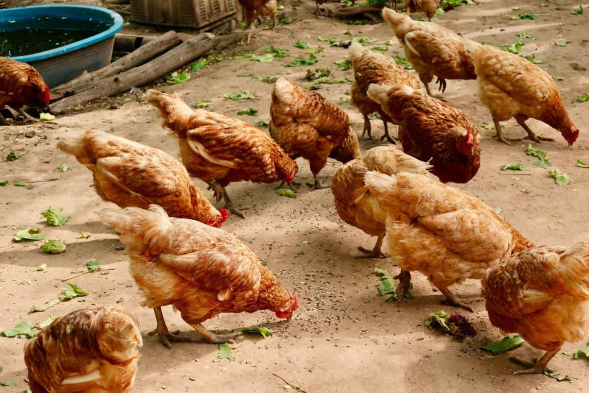 chickens pecking order