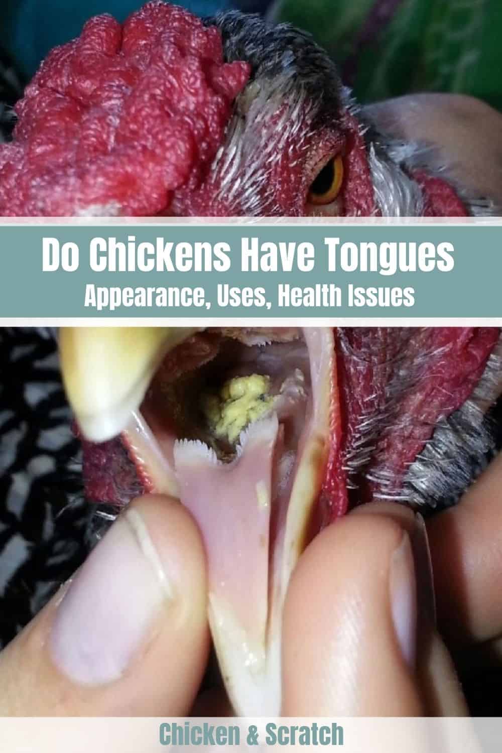 chickens tongues