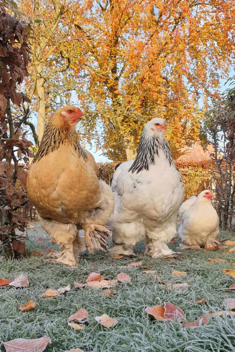 100 Funny Chicken Coop Names for Every Flock