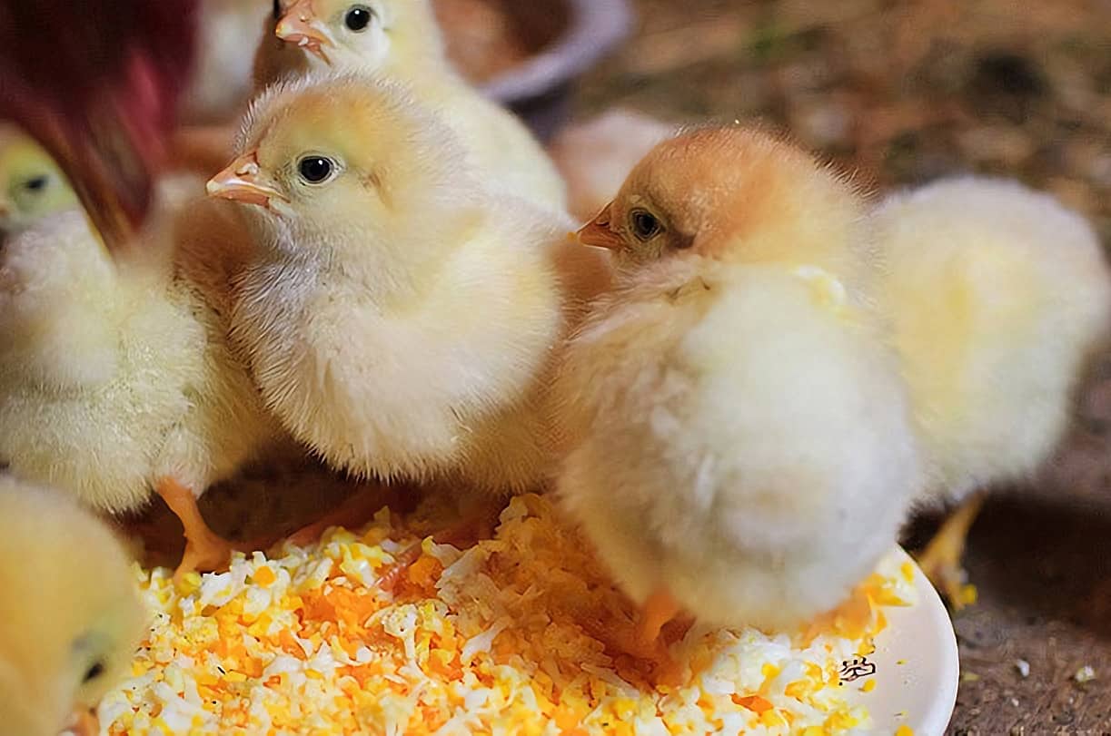 colorado chicken hatchery