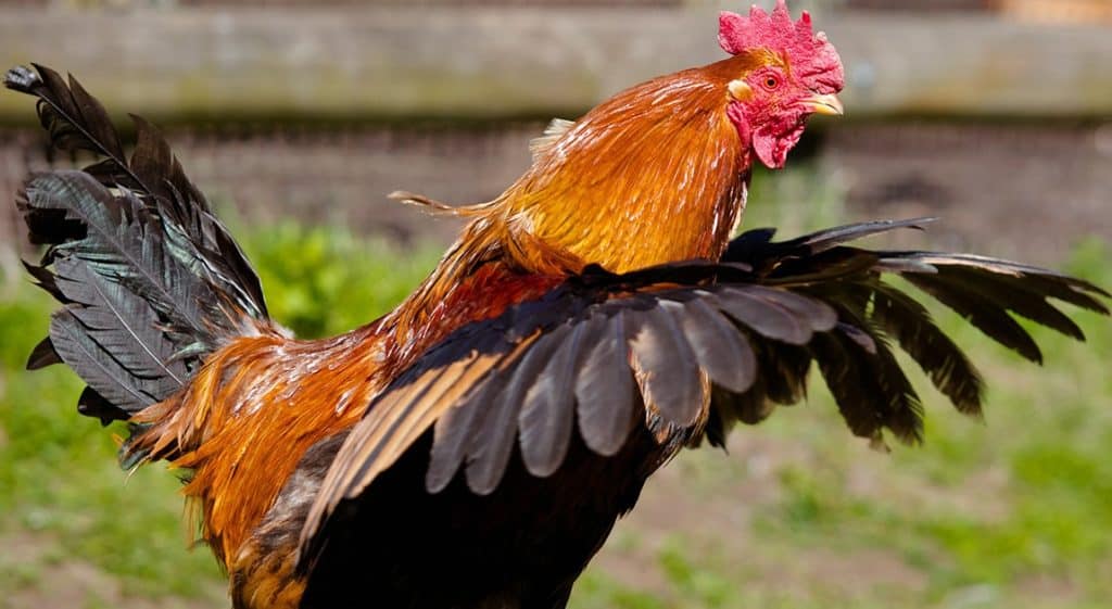 100 Funny Chicken Coop Names for Every Flock