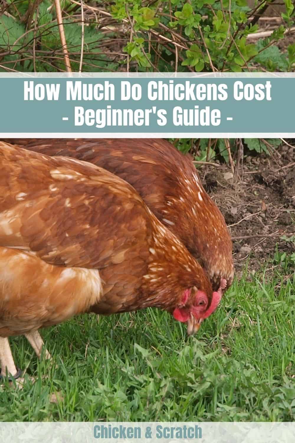 cost of chickens
