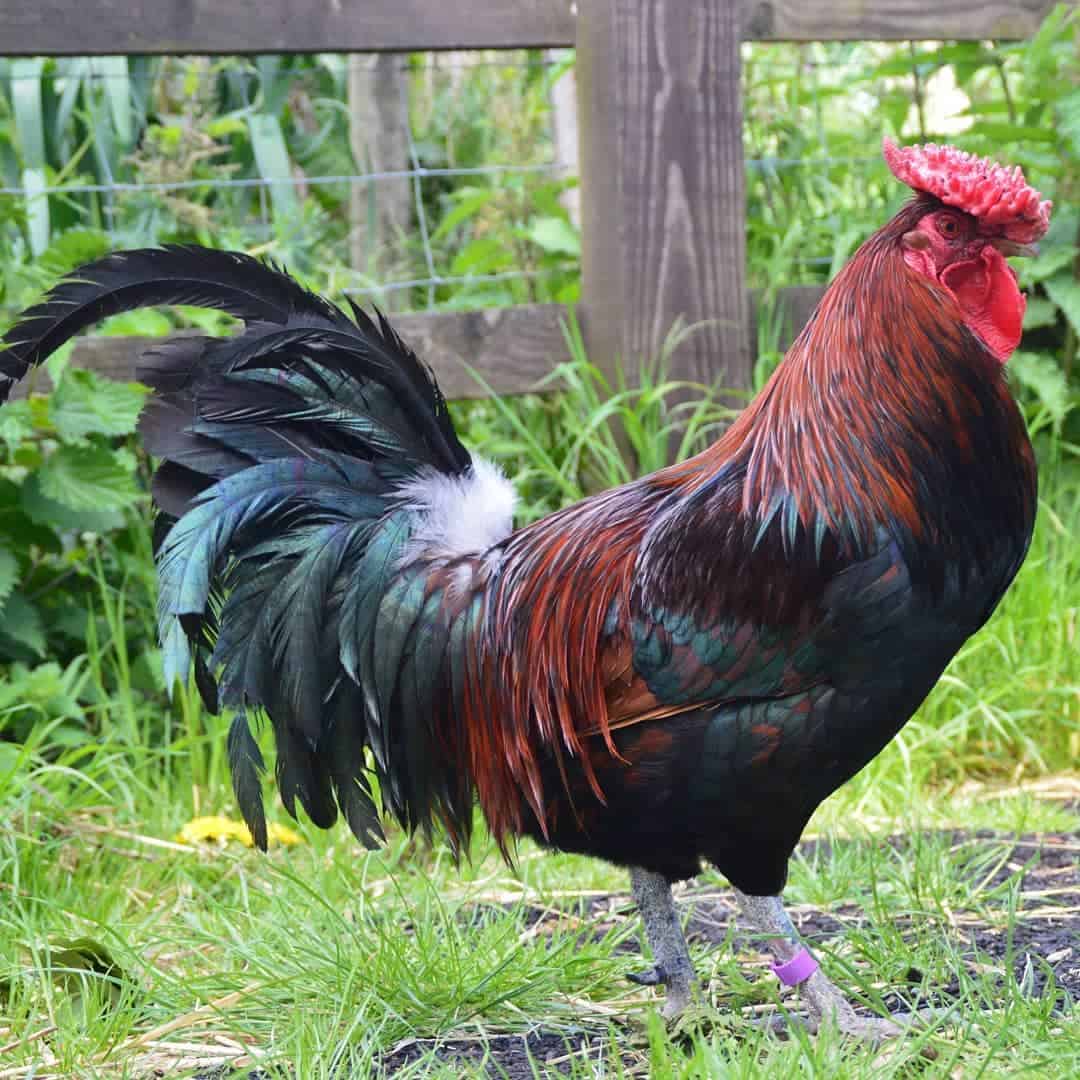 dark red chicken breeds