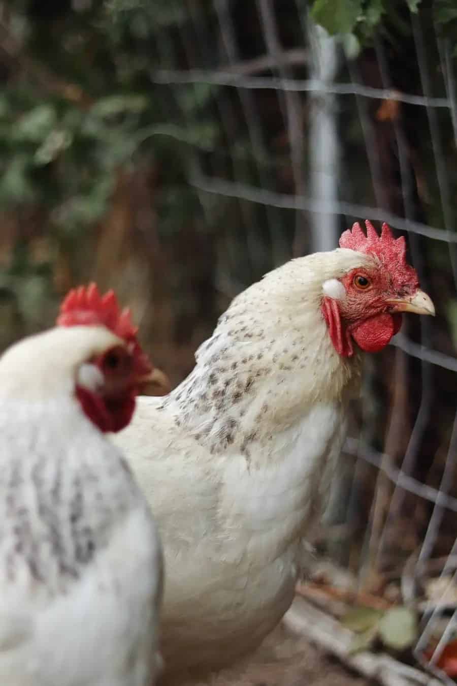 delaware chicken breed