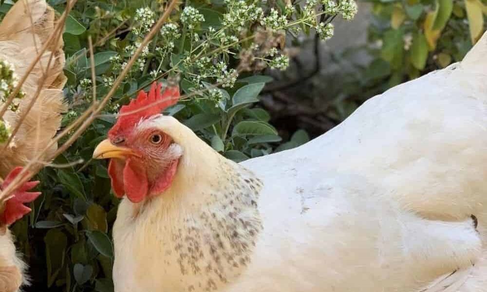 Delaware Chicken: Appearance, Temperament, Eggs and Raising Tips
