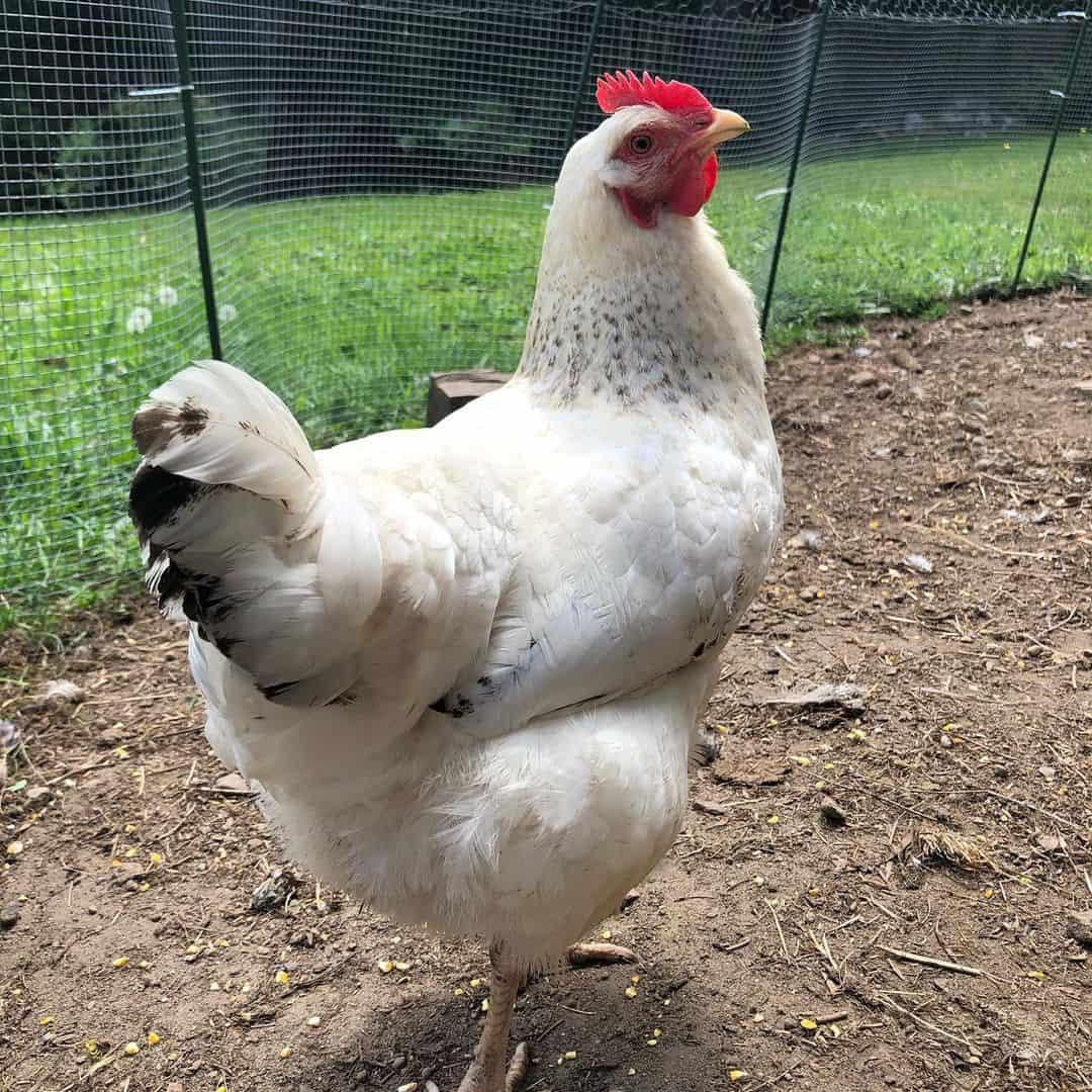 delaware chickens