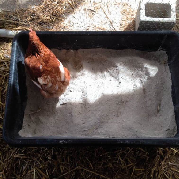 diatomaceous earth chickens dust bath