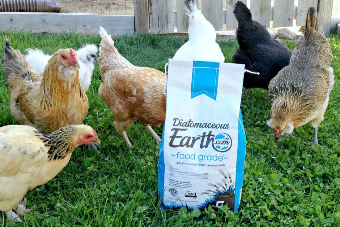 diatomaceous earth poultry