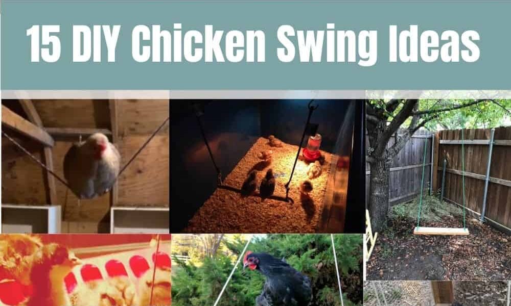 Chicken Fun: 15 DIY Chicken Swing Ideas