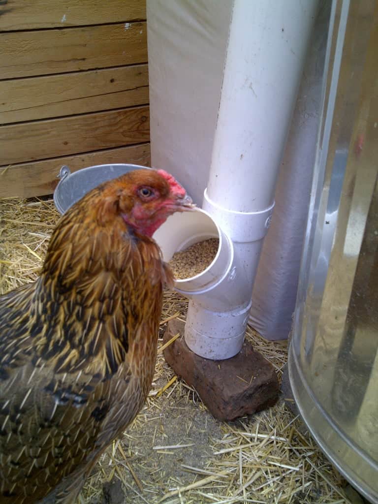 diy pvc chicken feeder Instructables Living Chicken Feeder