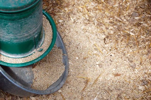 diy pvc chicken feeder Spill-Free Chicken Feeder