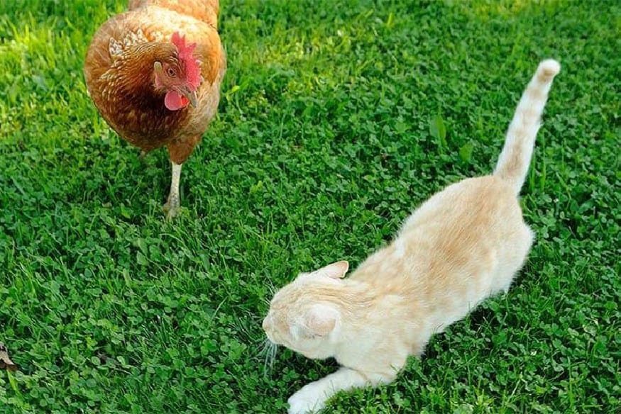 do cats attack chickens