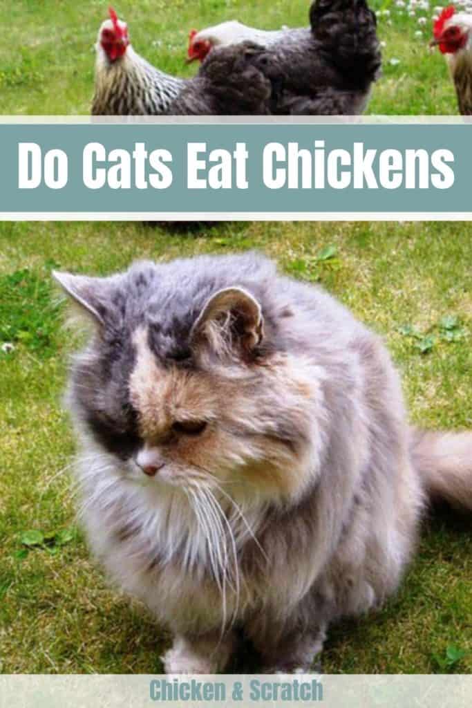 Do Cats Eat Chickens?