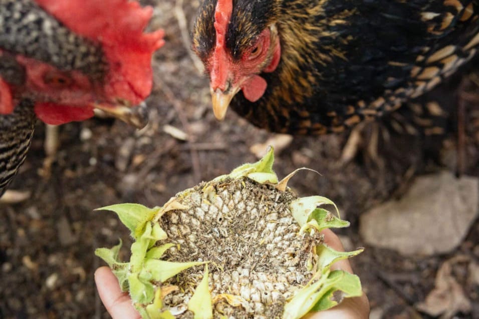 do chickens eat sunflower seeds
