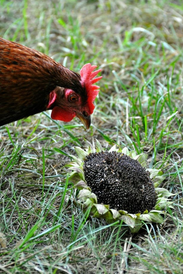 feeding chickens sunflower seeds