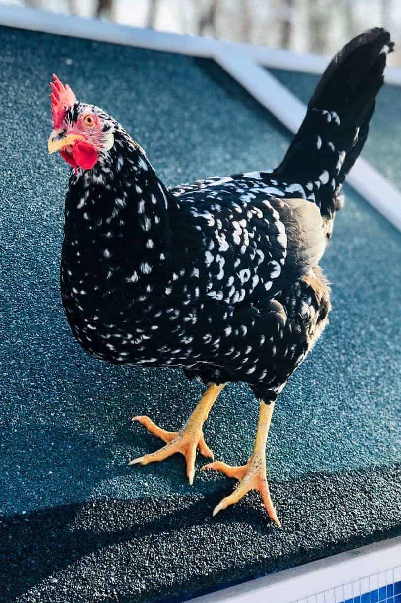 free range chicken breed