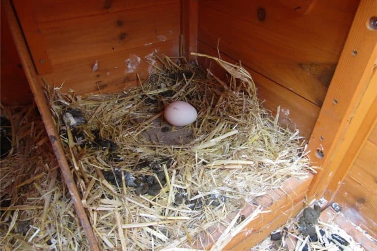 100 Funny Chicken Coop Names for Every Flock