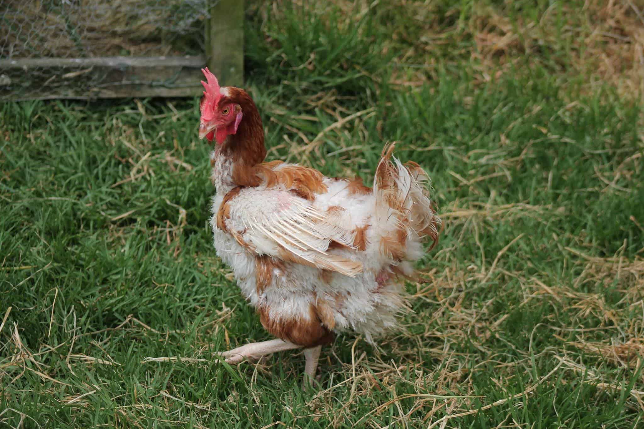 high protein for chickens during molting