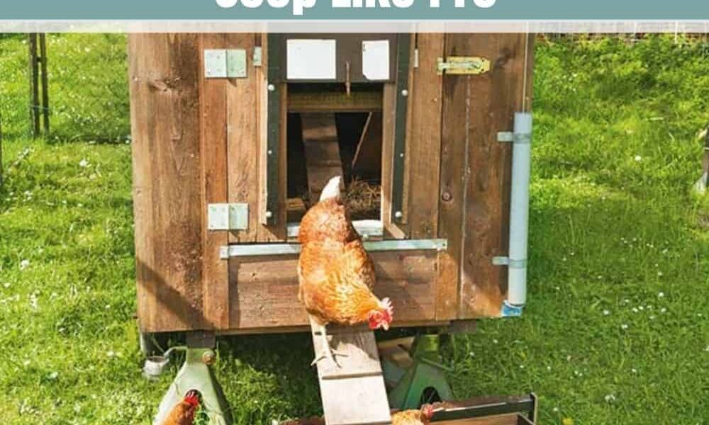 15 Tips for Building a Chicken Coop Like Expert