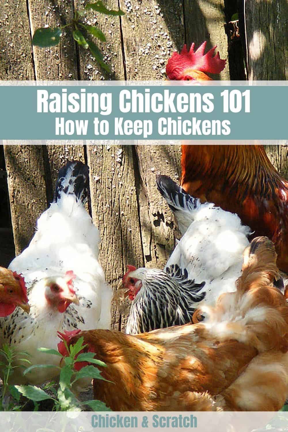 how to keep chickens