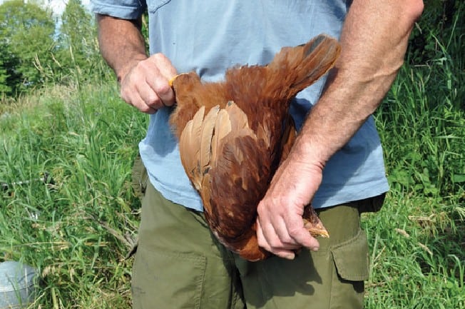  cómo matar a un pollo humanamente